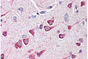 Human Brain, Cortex (formalin-fixed, paraffin-embedded) stained with FAIM2 antibody ABIN214492 at 5 ug/ml followed by biotinylated goat anti-rabbit IgG secondary antibody ABIN481713, alkaline phosphatase-streptavidin and chromogen. (FAIM2 anticorps  (N-Term))