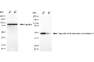 Western blotting analysis using regulator of chromosome condensation 1 antibody (ABIN7800163). (Recombinant RCC1 anticorps)