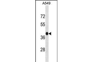 GPR77 Antibody (C-term) (ABIN1881388 and ABIN2838938) western blot analysis in A549 cell line lysates (35 μg/lane). (GPR77 anticorps  (C-Term))
