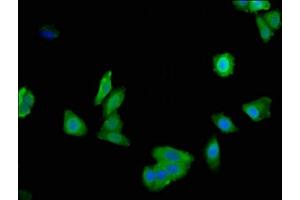 Immunofluorescent analysis of HepG2 cells using ABIN7157794 at dilution of 1:100 and Alexa Fluor 488-congugated AffiniPure Goat Anti-Rabbit IgG(H+L)
