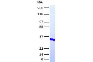 Validation with Western Blot (PDGFA Protein (Transcript Variant 2))
