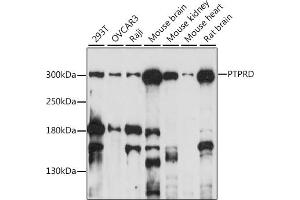 Western blot analysis of extracts of various cell lines, using PTPRD antibody (ABIN7269708) at 1:1000 dilution.