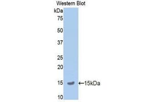 Western Blotting (WB) image for anti-Amyloid beta (A4) Precursor Protein (APP) (AA 672-711) antibody (ABIN1858064) (APP anticorps  (AA 672-711))