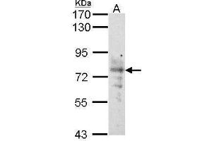 WB Image Sample (30 ug of whole cell lysate) A: Raji 7.