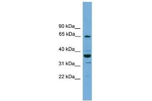 WB Suggested Anti-TH1L Antibody Titration: 0. (TH1-Like anticorps  (N-Term))