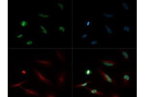 Immunofluorescence of Rabbit Anti-Histone H4 [Monomethyl Lys20] Antibody.