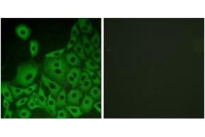 Immunofluorescence analysis of A549 cells, using GPR153 Antibody. (GPR153 anticorps  (AA 291-340))