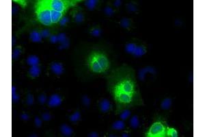 Immunofluorescence (IF) image for anti-Cadherin 13 (CDH13) antibody (ABIN1497419) (Cadherin 13 anticorps)