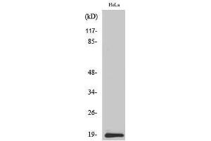 Western Blotting (WB) image for anti-Synuclein, beta (SNCB) (C-Term) antibody (ABIN3187135) (beta Synuclein anticorps  (C-Term))