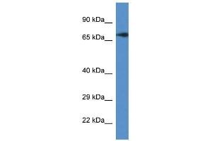 Western Blot showing Guf1 antibody used at a concentration of 1. (GUF1 anticorps  (C-Term))