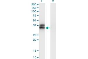 Western Blot analysis of OLIG2 expression in transfected 293T cell line by OLIG2 monoclonal antibody (M05), clone 2A8. (OLIG2 anticorps  (AA 2-78))