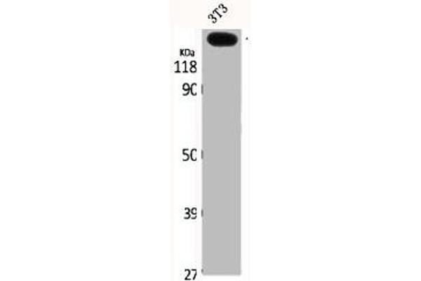 COL5A3 anticorps  (N-Term)