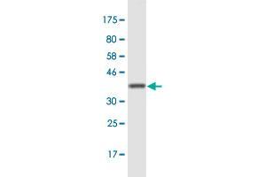 Western Blot detection against Immunogen (35.