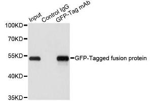 Immunoprecipitation of over-expressed GFP-tagged protein in 293T cells incubated using GFP-tag antibody. (GFP anticorps  (AA 1-100))