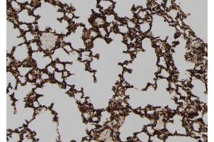 ABIN6272919 at 1/100 staining Mouse lung tissue by IHC-P. (HEPACAM anticorps  (C-Term))