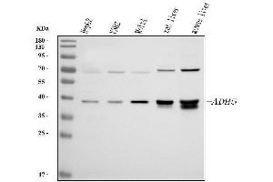 Western blot analysis of ADH5 using anti-ADH5 antibody (ABIN4886429). (ADH5 anticorps  (AA 212-374))