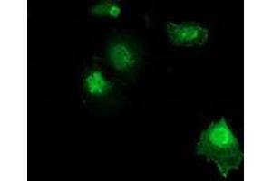 Immunofluorescence (IF) image for anti-Zinc Finger, AN1-Type Domain 2B (ZFAND2B) antibody (ABIN1501809) (ZFAND2B anticorps)