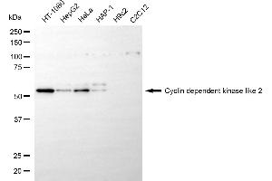 Western blotting analysis using cyclin dependent kinase like 2 antibody (ABIN7798196).