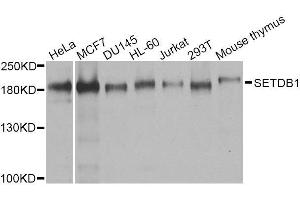 Western blot analysis of extracts of various cell lines, using SETDB1 antibody. (SETDB1 anticorps  (AA 1-397))