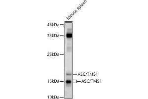 Western blot analysis of extracts of Mouse spleen, using ASC/TMS1 antibody (ABIN3021616, ABIN3021617, ABIN3021618, ABIN1513454 and ABIN6215392) at 1:1000 dilution.