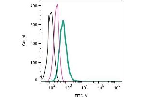 Cell surface detection of Alpha-1A adrenergic receptor by direct flow cytometry in live intact human  monocytic leukemia cell line: + Rabbit IgG Isotype Control-FITC (ABIN7582044).