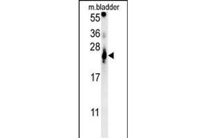 ATP5G2 Antibody (C-term) (ABIN652087 and ABIN2840542) western blot analysis in mouse bladder tissue lysates (15 μg/lane). (ATP5G2 anticorps  (C-Term))
