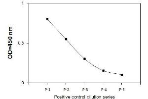HT29 cells were treated with Thymidine and Nocodazole.