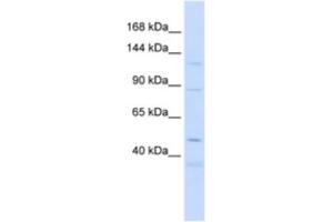 Western Blotting (WB) image for anti-Sterol Regulatory Element Binding Transcription Factor 2 (SREBF2) antibody (ABIN2463718) (SREBF2 anticorps)
