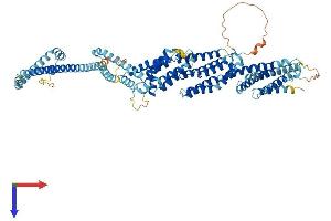 AlphaFold protein structure predicition of Mouse Recombinant Cog2 Protein, UniprotID Q921L5