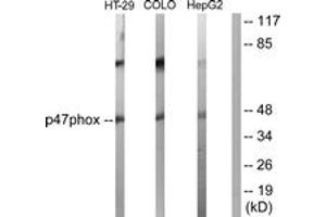 Western blot analysis of extracts from HT-29/COLO205/HepG2 cells, , using p47 phox (Ab-370) Antibody. (NCF1 anticorps  (AA 341-390))