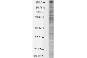 Nav1 8 Cos1 8 transient Western Blotting.