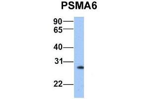 Host:  Rabbit  Target Name:  PSMA6  Sample Type:  Human Hela  Antibody Dilution:  1. (PSMA6 anticorps  (N-Term))