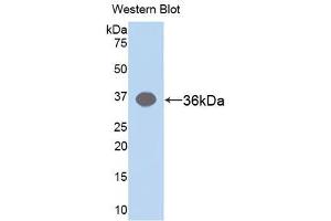 Western blot analysis of the recombinant protein. (ARG anticorps)