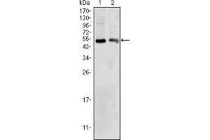 Western blot analysis using BDH1 mouse mAb against HepG2 (1) and NIH/3T3 (2) cell lysate. (BDH1 anticorps)