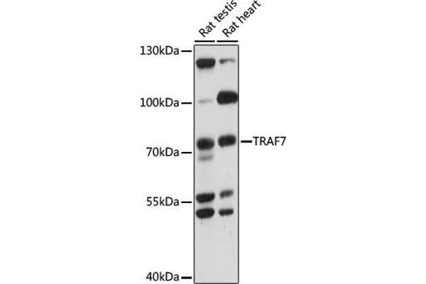 TRAF7 anticorps  (AA 260-400)