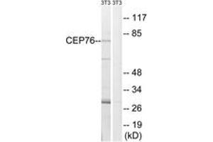 Western Blotting (WB) image for anti-Centrosomal Protein 76kDa (Cep76) (AA 251-300) antibody (ABIN2890202) (Cep76 anticorps  (AA 251-300))
