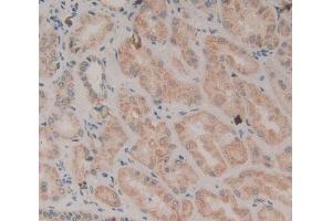 Used in DAB staining on fromalin fixed paraffin- embedded kidney tissue (WNT2 anticorps  (AA 26-360))