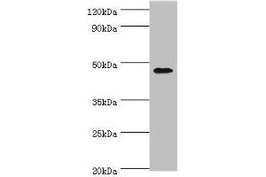Western blot All lanes: GATA3 antibody at 6 μg/mL + MCF-7 whole cell lysate Secondary Goat polyclonal to rabbit IgG at 1/10000 dilution Predicted band size: 48, 49 kDa Observed band size: 48 kDa (GATA3 anticorps  (AA 1-260))