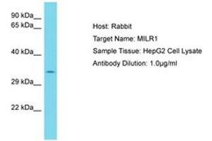 Image no. 1 for anti-Mast Cell Immunoglobulin-Like Receptor 1 (MILR1) (AA 253-302) antibody (ABIN6750787) (Allergin-1 anticorps  (AA 253-302))
