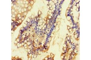 Immunohistochemistry of paraffin-embedded human small intestine tissue using ABIN7163928 at dilution of 1:100 (KCNK16 anticorps  (AA 259-309))