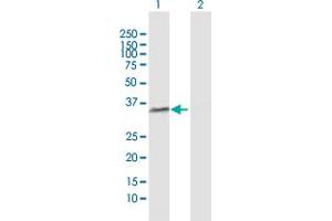 Western Blot analysis of POLR3F expression in transfected 293T cell line by POLR3F MaxPab polyclonal antibody.