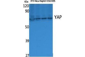 Western Blot (WB) analysis of specific cells using YAP Polyclonal Antibody. (YAP1 anticorps  (Internal Region))