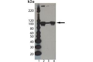 Western Blot analysis of Dishevelled-2 pAb : Lane 1: MW Marker, Lane 2: PC-3 cell lysate, Lane 3: Jurkat cell lysate, Lane 4: PC-12 cell lysate. (DVL2 anticorps  (AA 600-614))
