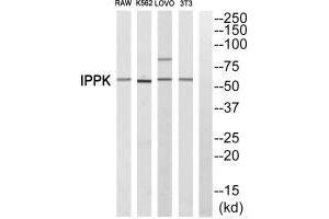 Western blot analysis of extracts from RAW cells,K562 cells, LOVO cells and 3T3 cells, using IPPK antiobdy. (IPPK anticorps)