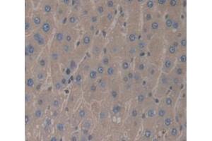 IHC-P analysis of Rat Tissue, with DAB staining. (IL-1 beta anticorps  (AA 117-268))