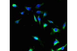 Immunofluorescent analysis of U251 cells using ABIN7169591 at dilution of 1:100 and Alexa Fluor 488-congugated AffiniPure Goat Anti-Rabbit IgG(H+L)