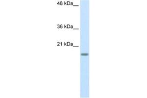 Western Blotting (WB) image for anti-Ribosomal Protein S14 (RPS14) antibody (ABIN2462095) (RPS14 anticorps)