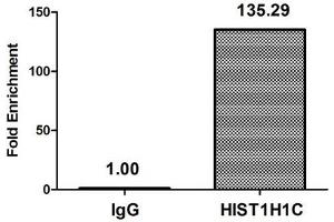 Chromatin Immunoprecipitation Hela (4*10 6 ) were treated with Micrococcal Nuclease, sonicated, and immunoprecipitated with 5 μg anti-HIST1H1C (ABIN7139280) or a control normal rabbit IgG. (HIST1H1C anticorps  (2meLys45))
