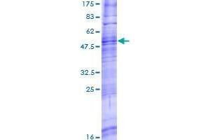 Image no. 1 for Trace Amine Associated Receptor 8 (TAAR8) (AA 1-342) protein (GST tag) (ABIN1322038)