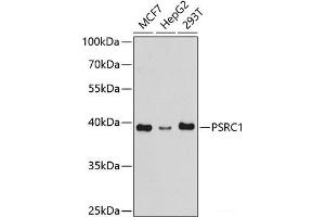Western blot analysis of extracts of various cell lines using PSRC1 Polyclonal Antibody at dilution of 1:1000. (PSRC1 anticorps)